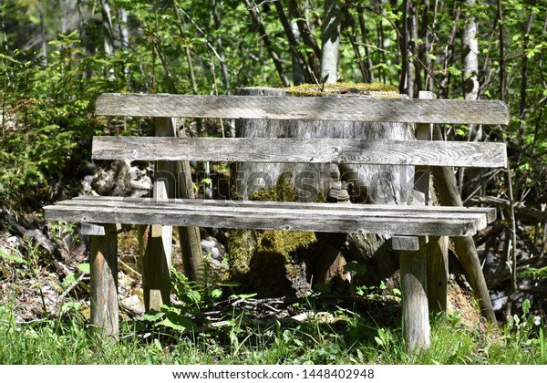 Wooden Bench Front Tree Trunk Green Stock Photo Edit Now 1448402948
