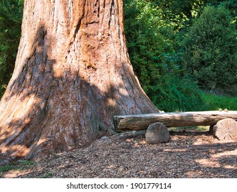 Wooden Bench In Front Of A Trunk Of A Redwood Tree (Sequoioideae)