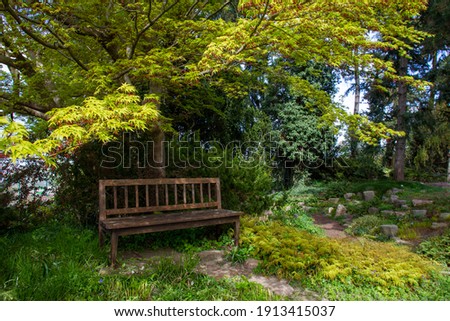 Wooden bench and  garden (Acer palmatum tree) next to Karl Foerster house in Potsdam , Berlin