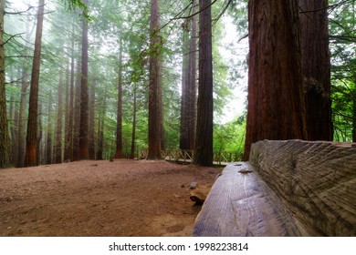 Wooden Bench In Giant Sequoia Forest On Cloudy Day With Fog.