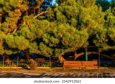 A wooden bench for relaxing under a green spreading pine tree. - Powered by Shutterstock