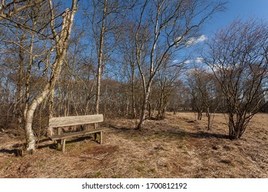 wooden bench surrounded by leafless birch trees in the moorlands near the pond Große Angelkuhle in the municipality of Ovelgönne, district Wesermarsch (Germany) on a sunny day with vivid blue sky