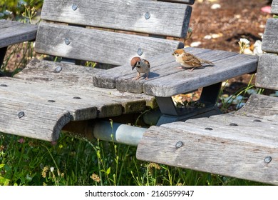 Wooden Bench With Two Sparrows