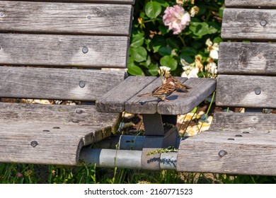 Wooden Bench With Two Sparrows