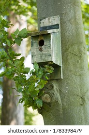 Wooden Bird Box, Nest Box Or Nesting Box Hanging On A Tree Trunk, UK