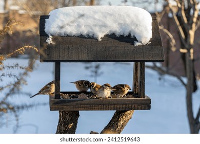 Wooden bird feeder in the form of a house on winter garden. Behavior of birds at feeder with seeds. There are sparrows in feeder. Birds at the feeder - Powered by Shutterstock