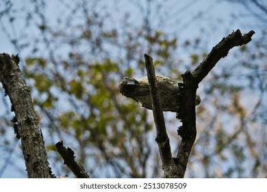 A wooden bird perched on a dry branch looks downward. The blurred background of trees and blue sky creates a natural contrast, highlighting the rustic craftsmanship of the object. - Powered by Shutterstock