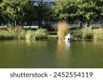 A wooden birdhouse nestled among lush green reeds in a manmade lake on a sunny autumn day 