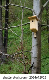 Wooden birdhouse on beech tree in the forest