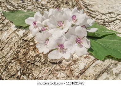 Wooden Board And Common Marsh Mallow. Marsh Mallow Or Common Marshmallow. 