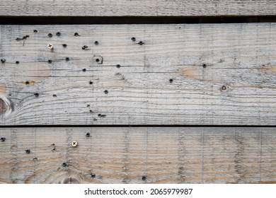 A Wooden Board With A Lot Of Lead Bullets. A Target For Shooting A Gun. Holes In A Wooden Board, The Background Of A Wooden Board.