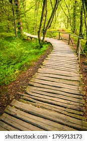 Wooden Board Path Leading To Nature With Green Tress And Nature Around. Way To Nature And Forest.