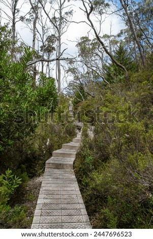 Wooden board walk through forest with eucalyptus trees in Cradle Mountain National Park, Tasmania, Australia