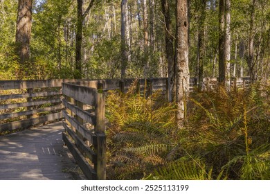 The wooden boardwalk entrance is surrounded by vibrant autumn (fall) colored ferns. Lettuce Lake Park. The wooden boardwalk entrance is surrounded by vibrant autumn (fall) colored ferns trees - Powered by Shutterstock