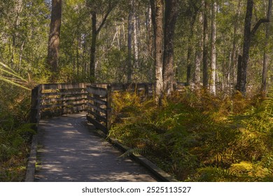 The wooden boardwalk entrance is surrounded by vibrant autumn (fall) colored ferns. Lettuce Lake Park. The wooden boardwalk entrance is surrounded by vibrant autumn (fall) colored ferns trees and othe - Powered by Shutterstock