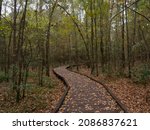 A wooden boardwalk with fallen leaves meandering through a deciduous forest in Lake Livingston State Park, Texas, in the autumn.