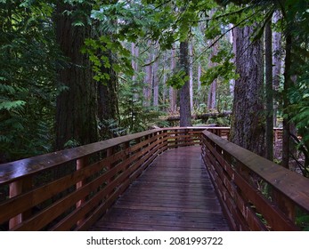 Wooden boardwalk leading through forest of old Douglas fir trees (Pseudotsuga menziesii) at Cathedral Grove in MacMillan Provincial Park on Vancouver Island, British Columbia, Canada on rainy day.
