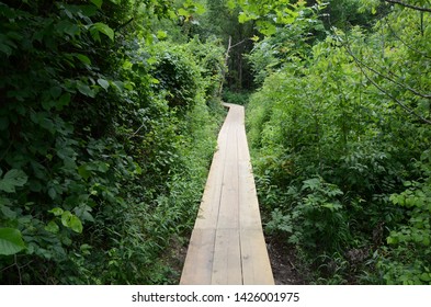 wooden boardwalk or path with wet paw prints and trees