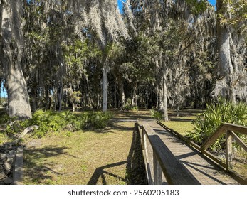 A wooden boardwalk stretches through a lush forest of trees draped in Spanish moss, leading into a peaceful, natural landscape. The bright blue sky contrasts with the vibrant greenery and forest scene - Powered by Shutterstock