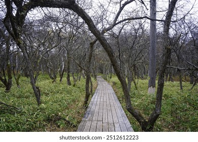 Wooden Boardwalk Through Bare Trees and Shrubs on an Overcast Day in a Natural Landscape - Powered by Shutterstock