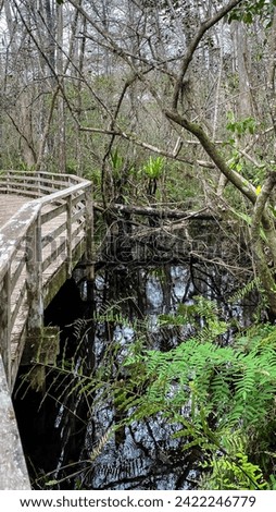 Wooden Boardwalk through Corkscrew Swamp Sanctuary in Naples Florida