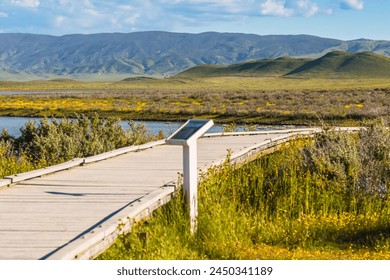 Wooden boardwalk through the fields of yellow wildflowers blooming at the lakeshore of Soda Lake, Carrizo Plain National Monument, central California - Powered by Shutterstock