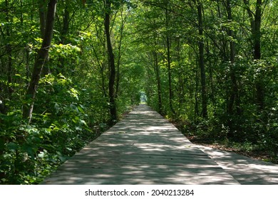 Wooden Boardwalk Through A Green Forest In Diminishing Perspective