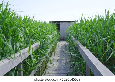 Wooden boardwalk trail through lush green wetland vegetation under a clear sky. Nature walk, eco-tourism, outdoor exploration, serene landscape, conservation area, natural wooden path Ideal for hiking - Powered by Shutterstock