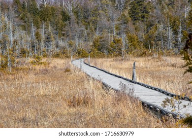 Wooden Boardwalk Trail Through The Wetlands In Ontario, Canada