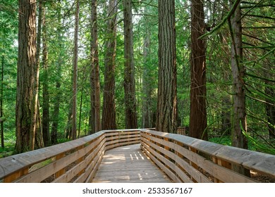 A wooden boardwalk winding through a dense forest with tall trees and lush greenery, capturing the essence of nature and tranquility. - Powered by Shutterstock