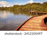 A wooden boardwalk winding through erosion preventing mangroves on Currumbin Creek on the Gold Coast in Queensland, Australia.