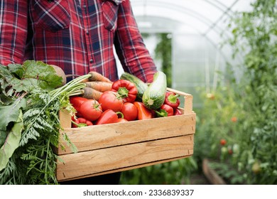 wooden box with a crop of organic vegetables in the hands of a farmer in a greenhouse, harvesting concept, space for text.