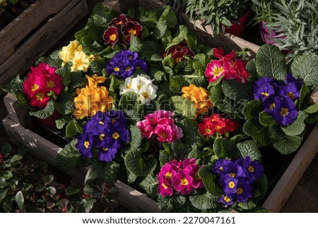 Wooden box full of multicolored Primrose, Primula vulgaris blossom flowering plants potted at the garden shop.