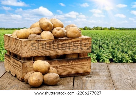 wooden box full of potatoes on table with green field on sunny day