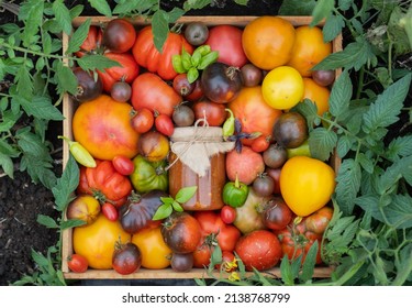 Wooden Box With Mix Of Multicolored Ripe Tomatoes Stands On The Garden Bed. Fresh Tomato, Basil With A Jar Of Ketchup For Sale At The Farmers Market. Concept Of Gardening And Delivery Of Organic Food