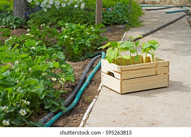 Wooden Box With Small Cucumber's Sprouts Ready For Planting On The Ground Stands Next To The Strawberries And Hoses In The Garden