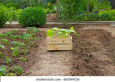 Wooden Box With Small Cucumber's Sprouts Ready For Planting On The Ground Stands Next To The Sprouts Tomato In The Garden