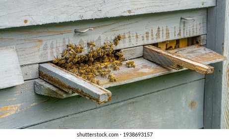 862 Bees Beehive Inside Working Images, Stock Photos & Vectors ...