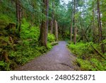 Wooden brdige in the hiking loop around Ward Lake, Tongass National forest, Ketchikan, Alaska, USA