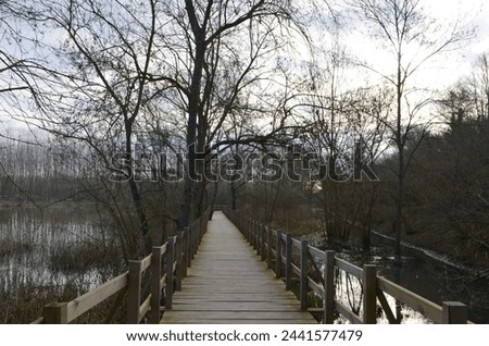wooden bridge and dry trees by the lake on an autumn day