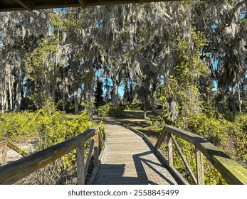 A wooden bridge leading through a lush, moss-covered forest with tall trees and bright greenery under a clear blue sky, creating a peaceful natural path. - Powered by Shutterstock