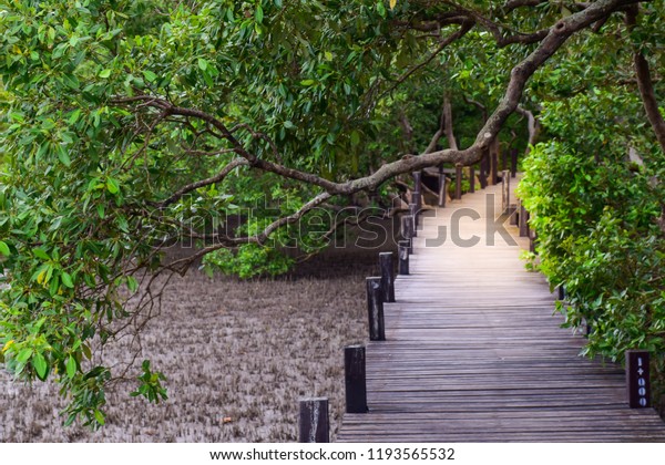 Wooden Bridge in\
nature