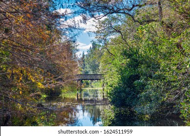 Wooden Bridge Over A Creek Surrounded By Bald Cypress, Cocoplum And Live Oak - Tree Tops Park, Davie, Florida, USA