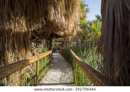 Wooden bridge and Palm trees at Coachella Valley Preserve