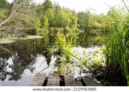 wooden bridge at the pond in the deep forest