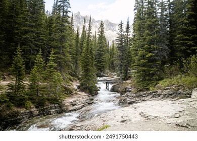 wooden Bridge at Ptarmigan Falls at the Glacier national park, montana, USA - Powered by Shutterstock