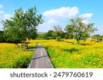 A wooden bridge walkway surrounded by yellow flowers.