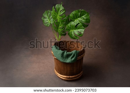 wooden bucket is decorated with monstera leaves. props for a newborn photo shoot. background for a photo shoot. furniture for dolls