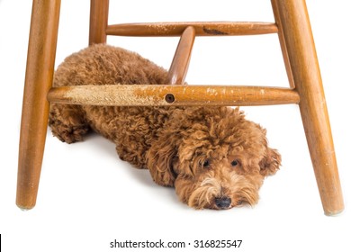 Wooden chair badly damaged by naughty dog chew and bites