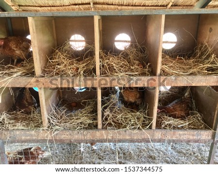 Wooden chicken nest for egg laying, hen hatching eggs in wooden box house